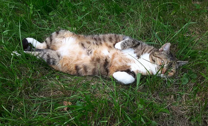 PIXABAY - cat in grass