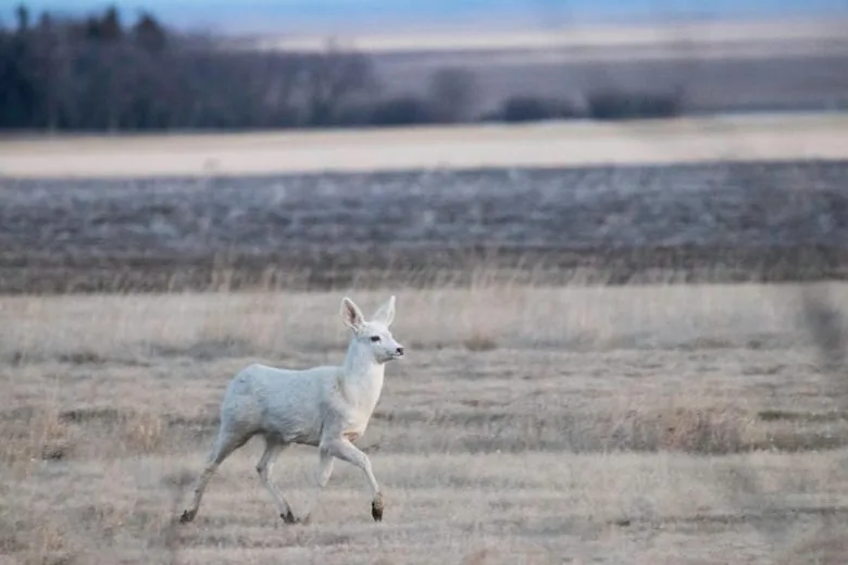 all-white-mule-deer cbc 3
