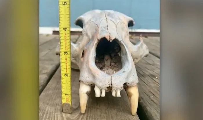 Extraordinary find: Kayaking sisters discover ancient bear skull