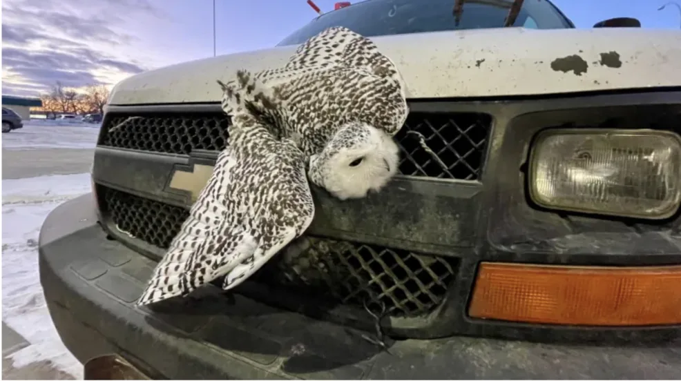CBC: Salthaven West was called to rescue this female snowy owl last week, which was found alive after being struck by a van on Regina's outskirts. (Salthaven West/Facebook)