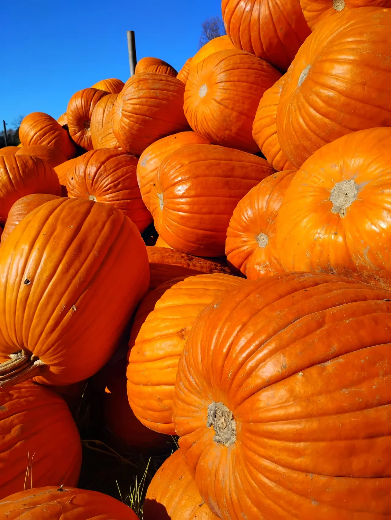 Pumpkins/Supplied by Jeff Warner) via CBC