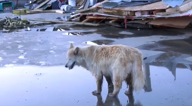 Dog swept away by tornado in Alberta finds her way home