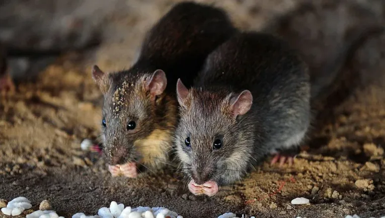 Hitchhiking rats don't threaten Alberta's famous rat-free status. Here's why