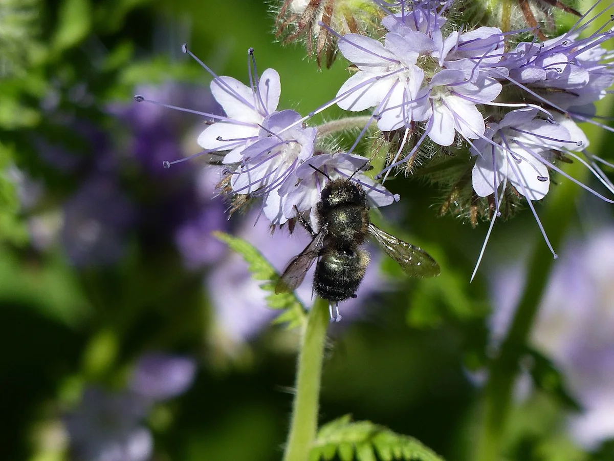 Native bee in Canada under attack from newfound invasive species - The ...