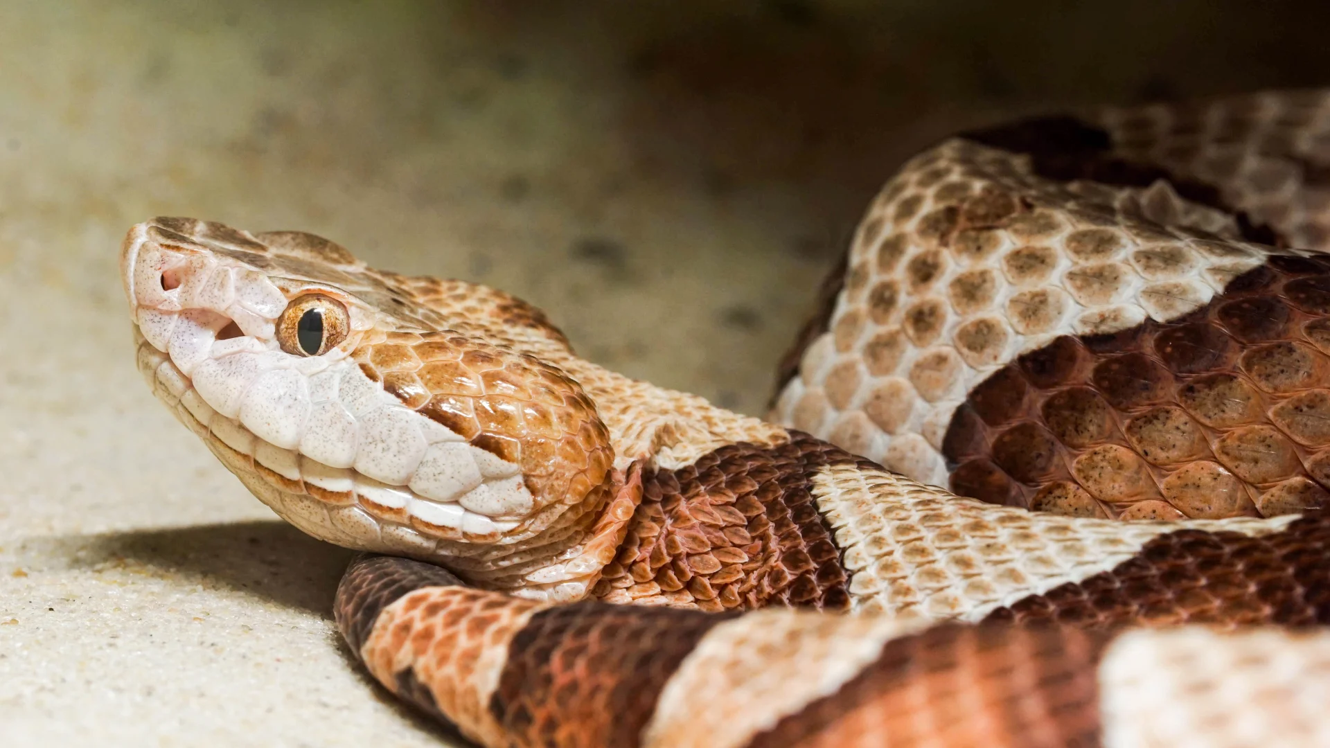 Study finds connection between warmer weather, increase in venomous snake bites