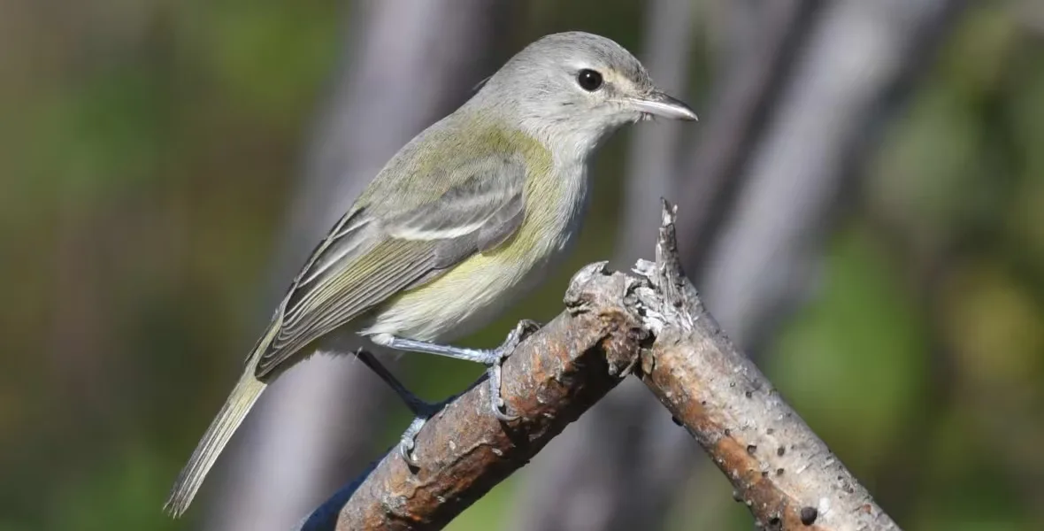 CBC: The bell's vireo is normally 'very skulky, very hard to detect,' but Mark Morse didn't have a difficult time photographing this one on Grand Manan in October. (Mark Morse/Submitted by Paul Mansz)