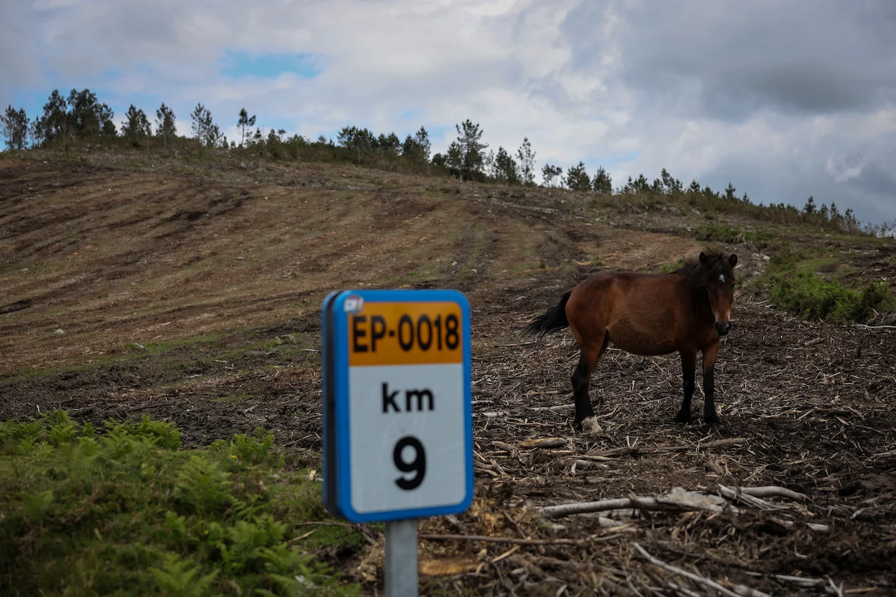 SPAIN-WILDHORSES/REUTERS/Nacho Doce