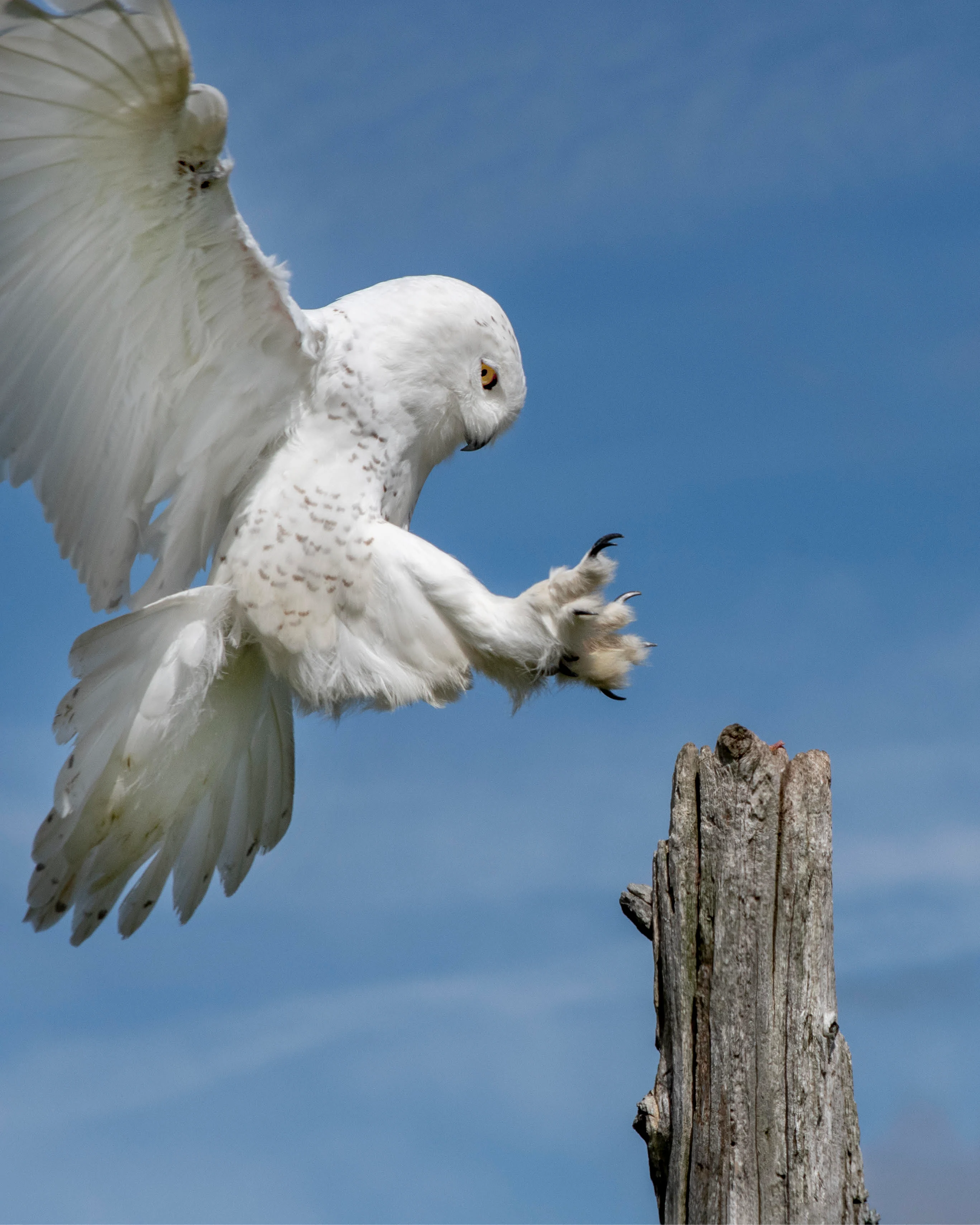 snowy owl - jayne pimeau