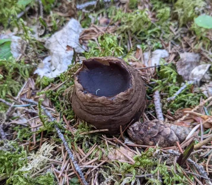 CBC witches cauldron