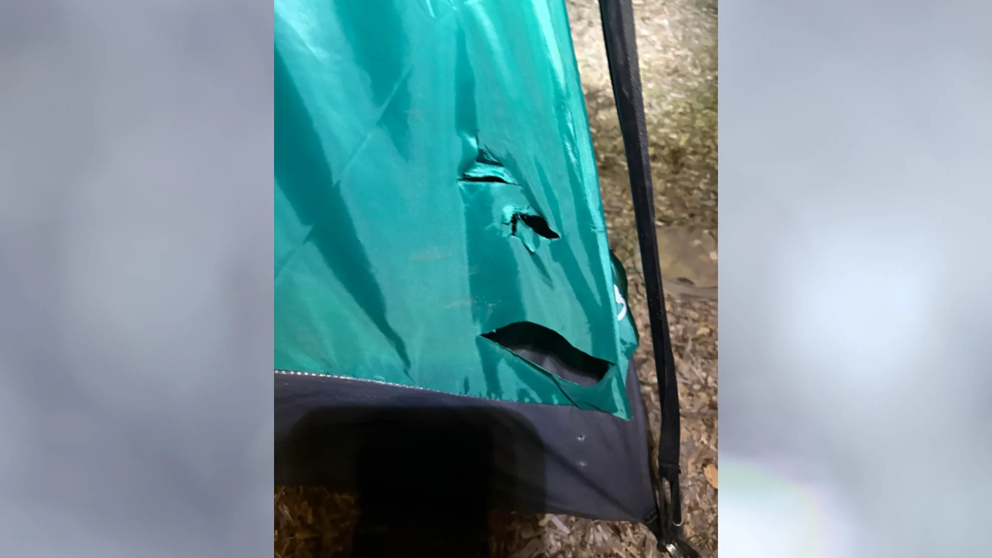 REDDIT - bear tent attack2