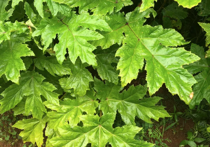 CBC - Giant hogweed leafs