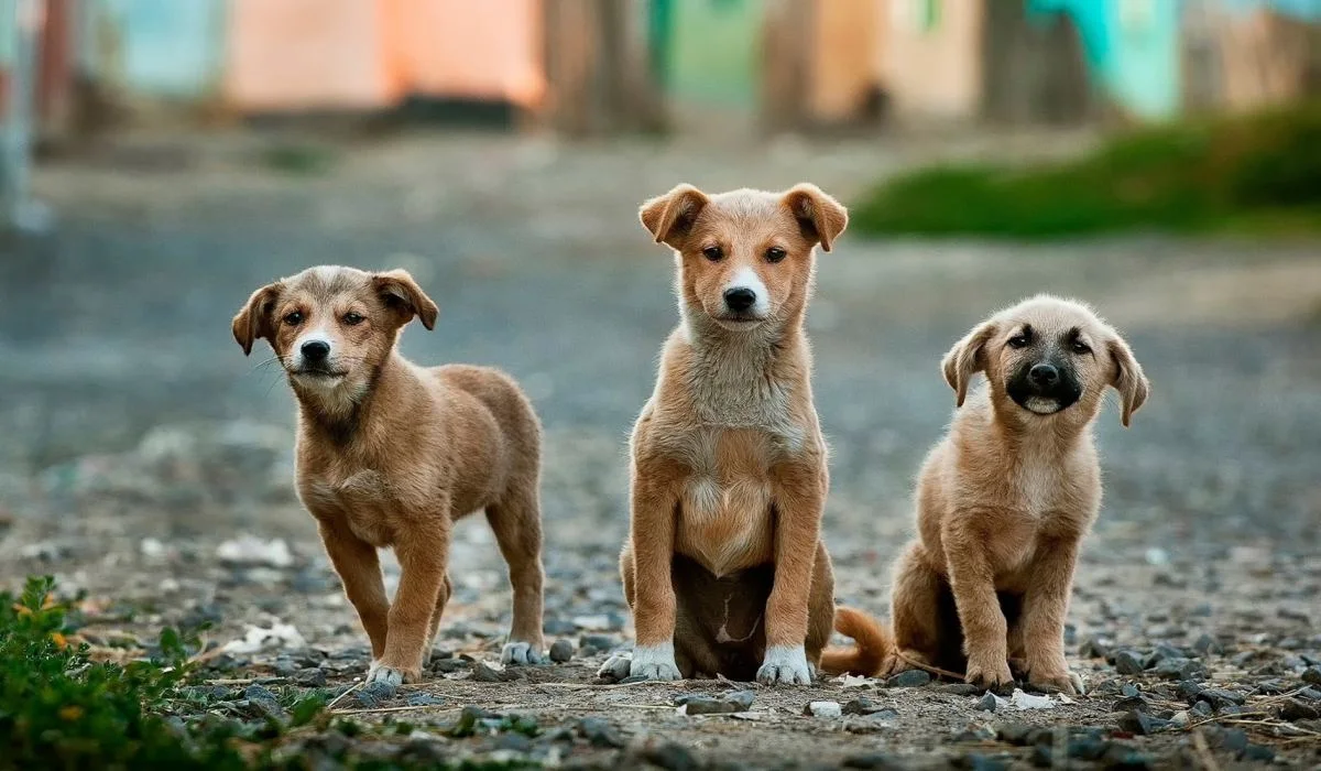 Les chiens, une menace importante pour la faune sauvage