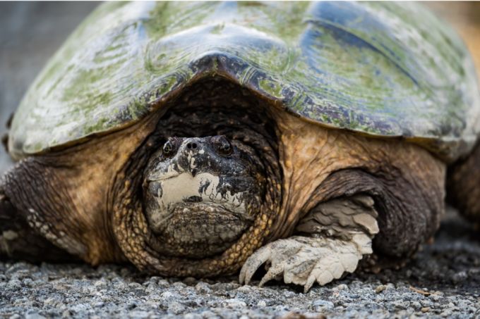 Pexels: Snapping turtle. Tina Nord. Link: https://www.pexels.com/photo/close-up-photo-of-a-snapping-turtle-on-the-ground-7182366/