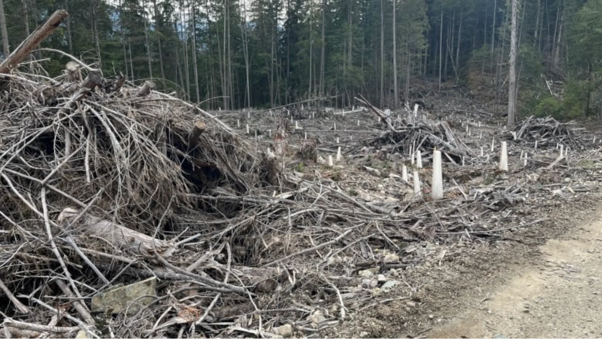 Roadside slash piles spark wildfire fears on Sunshine Coast