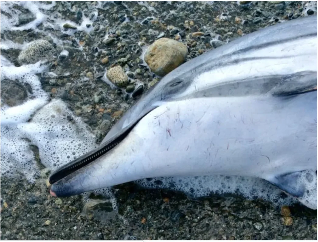 CBC: This striped dolphin stranded on a beach on Haida Gwaii, more than 1,000 km from its range in northern California. (Alex Rinfret/Facebook )