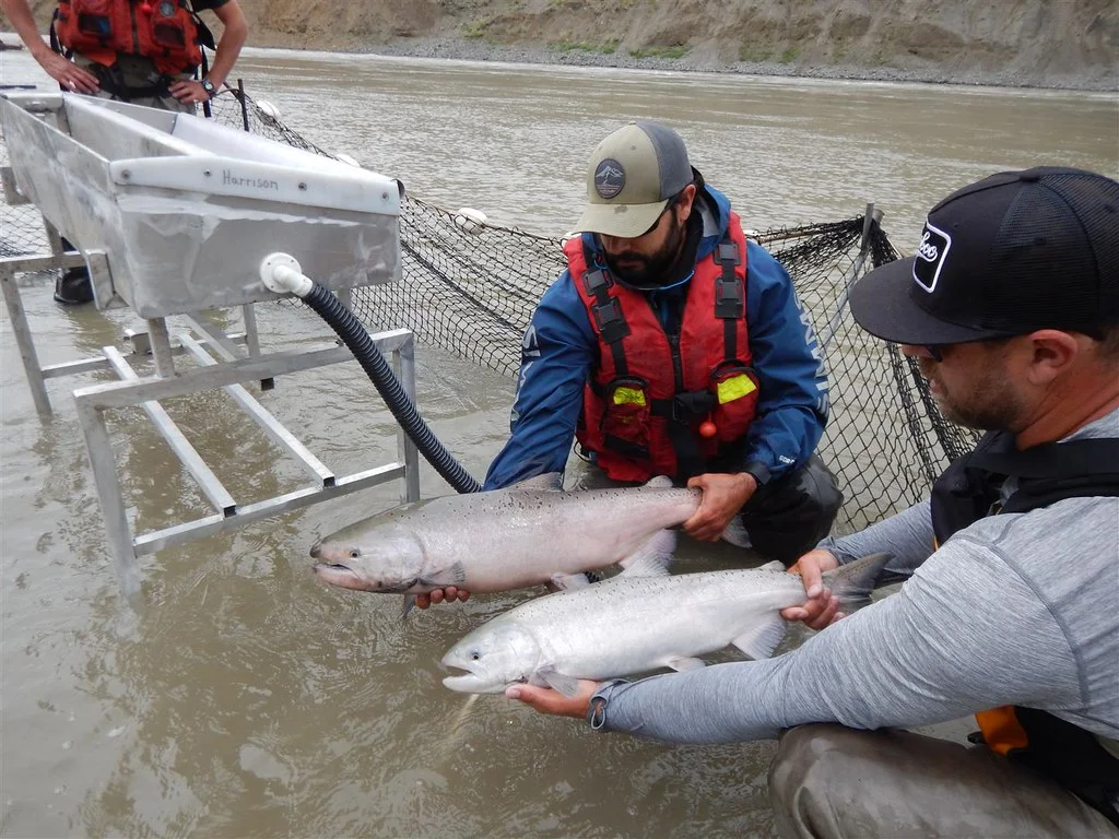 Some B.C. salmon runs face 'chance of extinction' after landslide