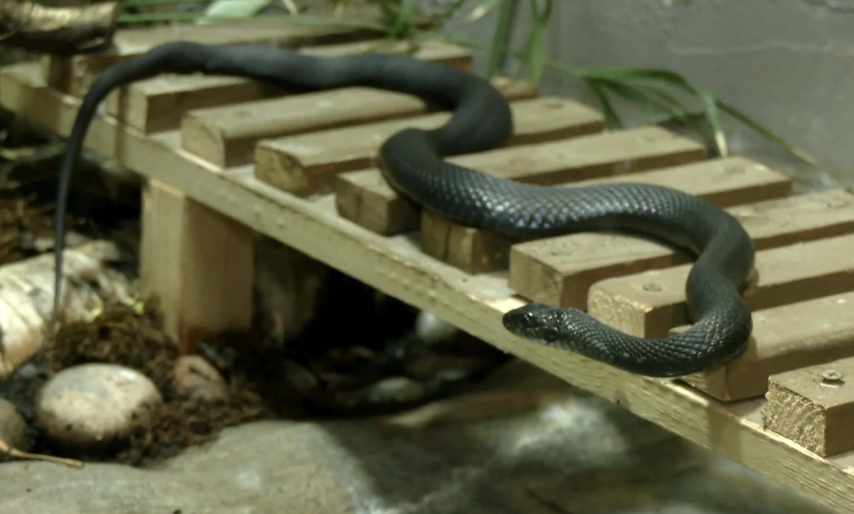 Garter snake (Victoria Fenn Alvarado)