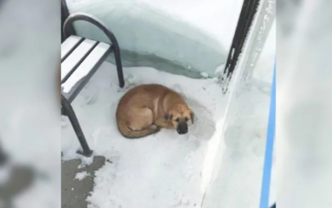 Lost puppy rescued from bus stop in -32C weather