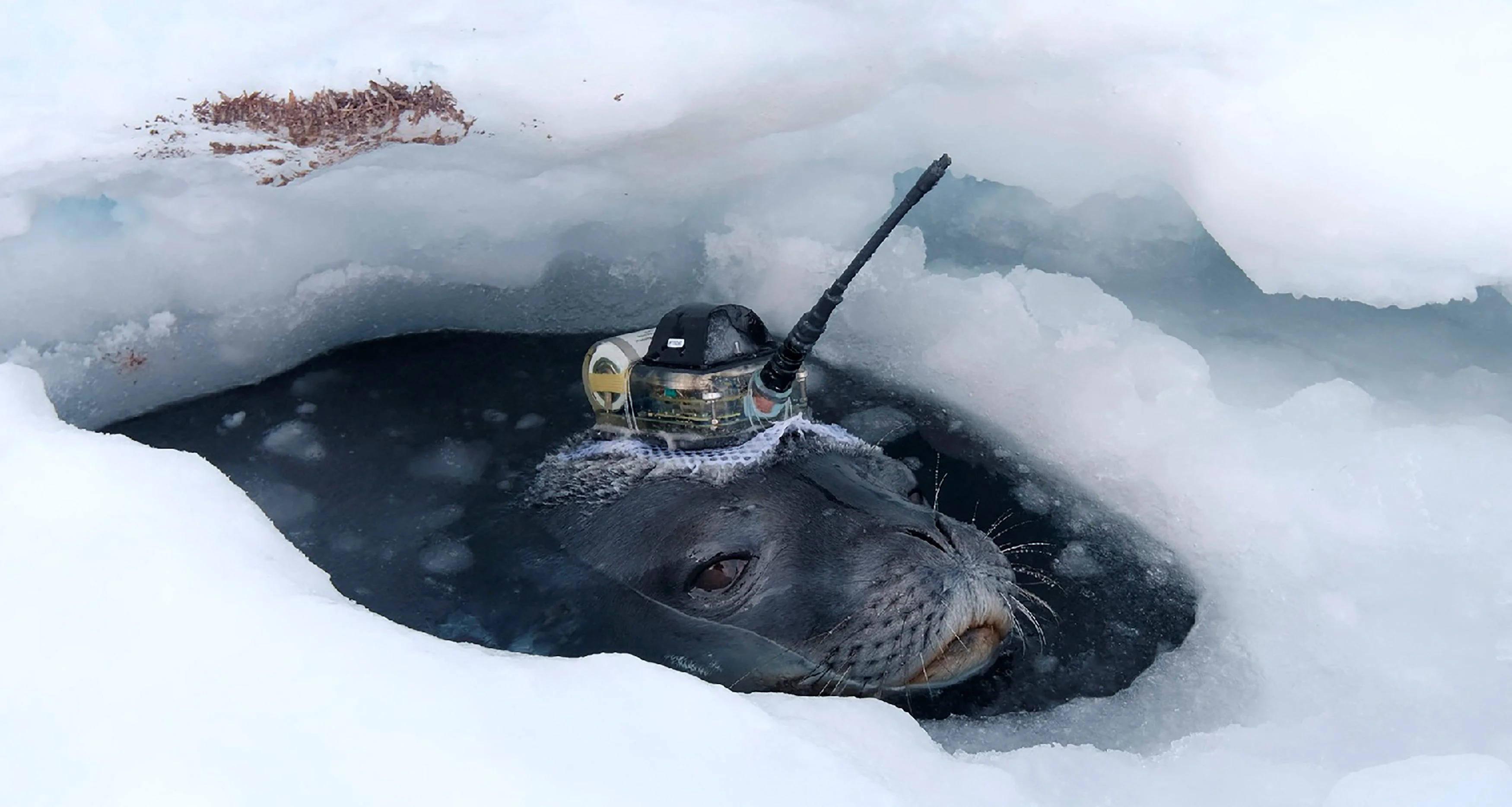 research seal (National Institute of Polar Research/Handout via REUTERS)