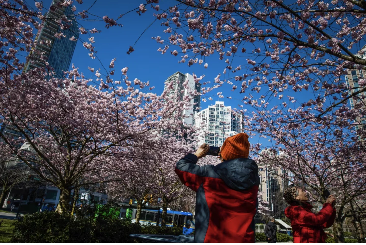 CBC: Women capture pictures of cherry blossoms at David Lam Park in Vancouver on March 18, 2024. (Nav Rahi/CBC)