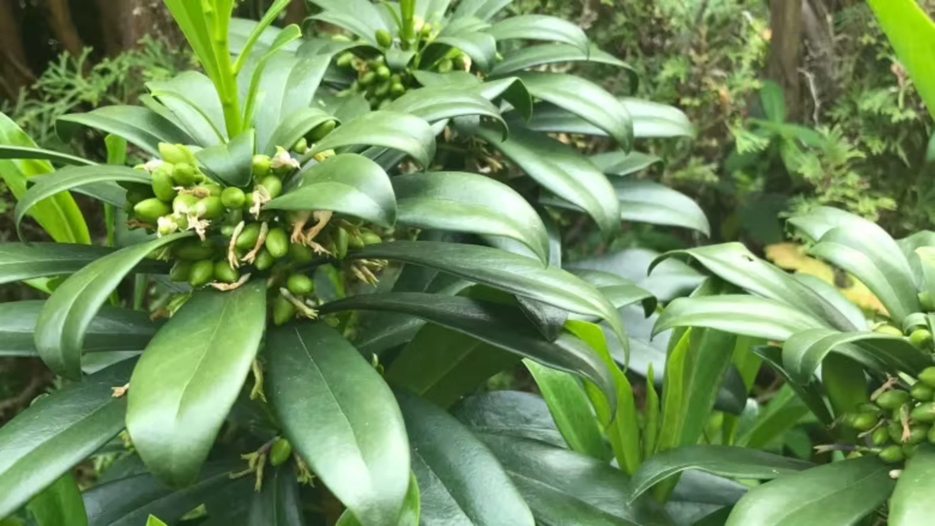 Pretty but toxic: Vancouver Island residents warn of invasive plant spreading