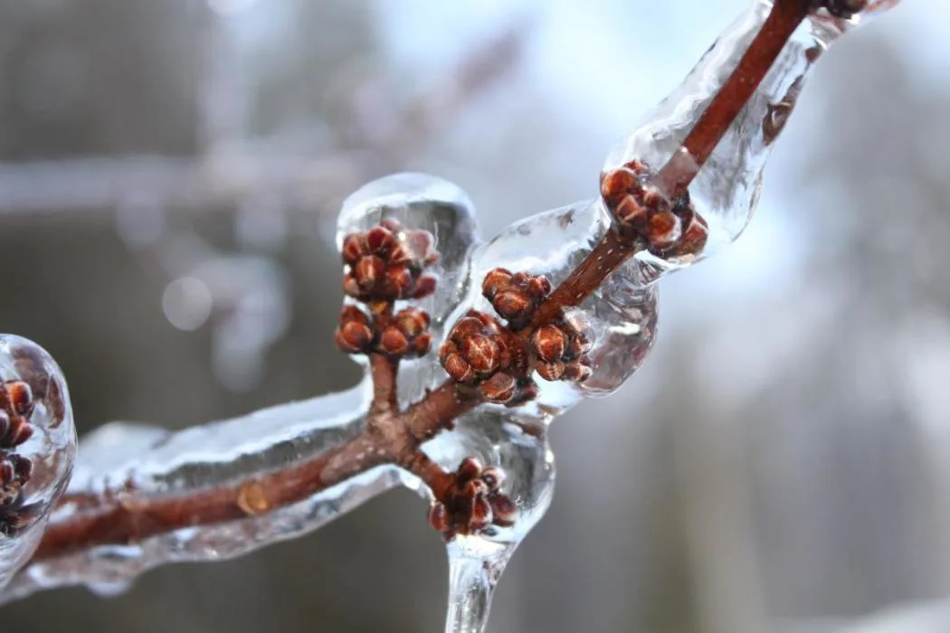 arbre-branche-verglas