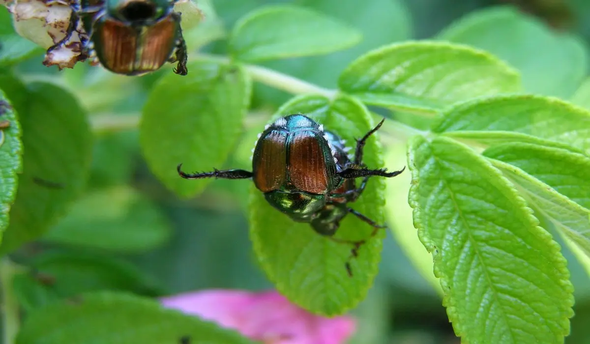 Dites au revoir aux scarabées japonais pour de bon !