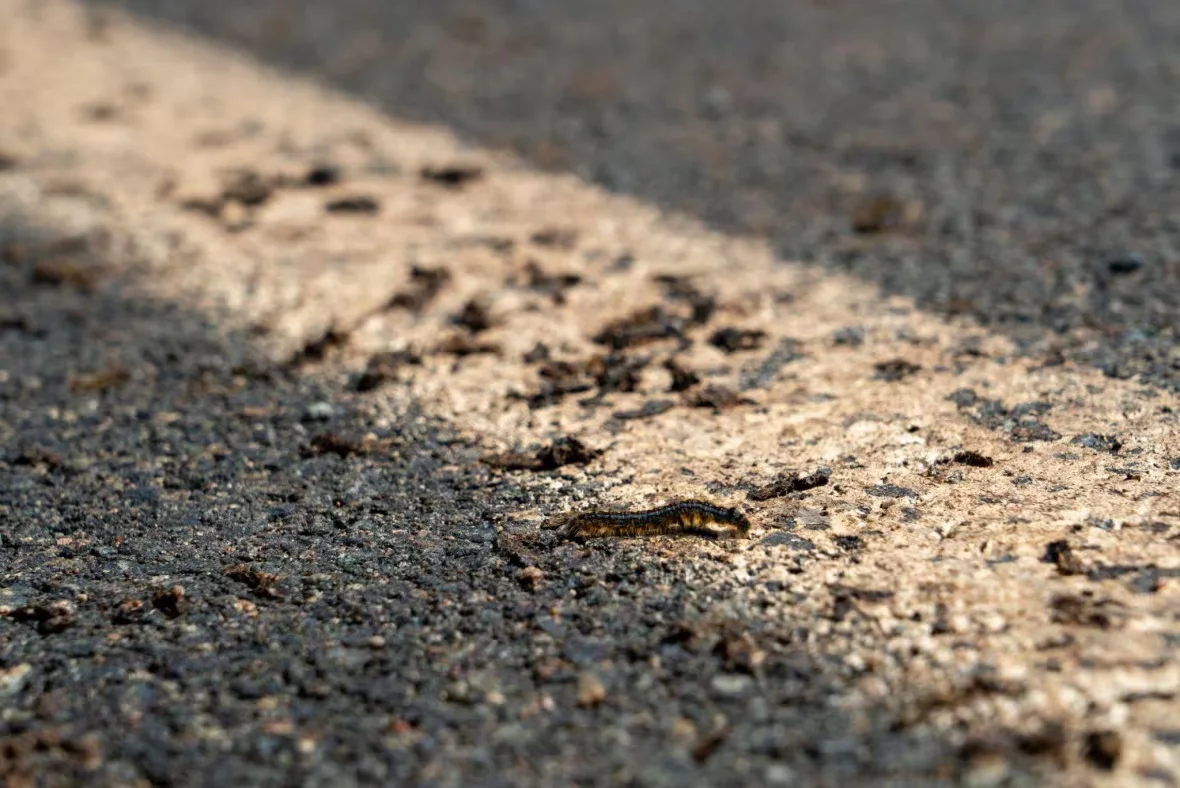 CBC: caterpillars-highway (Jean-François Perron/Radio-Canada)