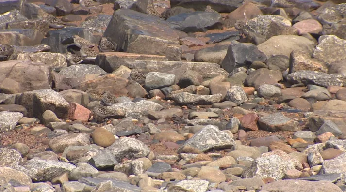 CBC: Sandpipers