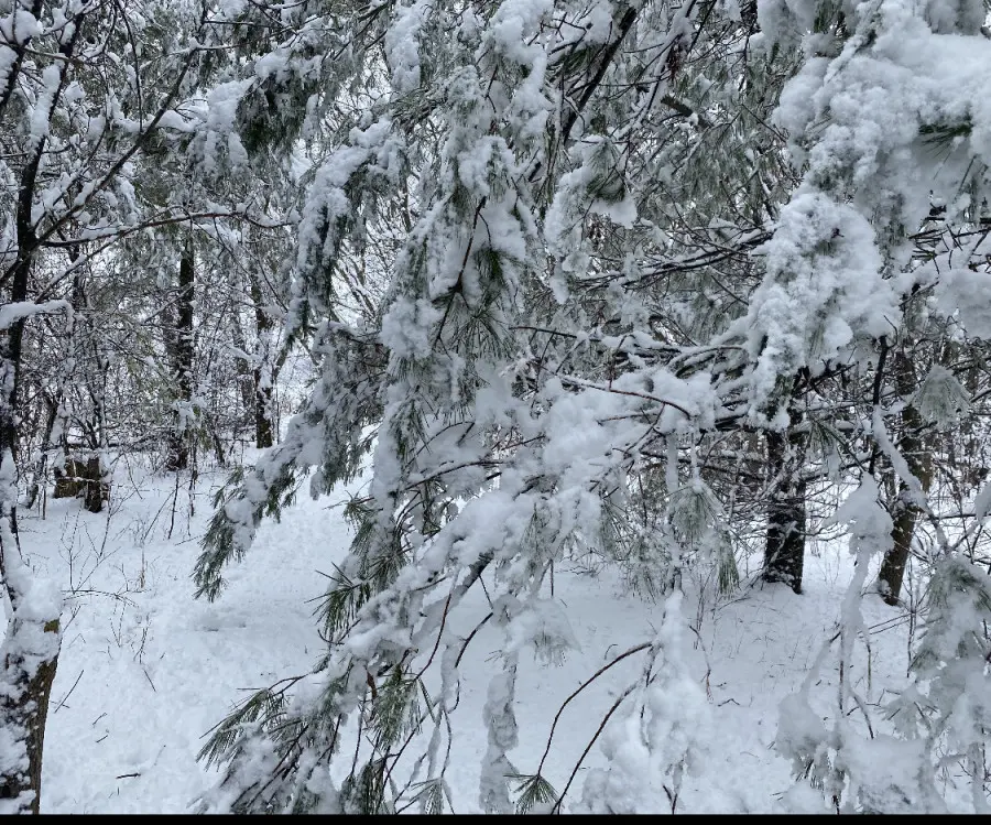 Autumn in Winter  A widespread snowfall in November creates