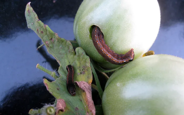  Like a horror film, but real life: Caterpillar muzzles tomato's cries for help