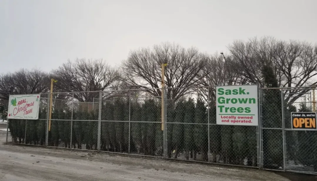 CBC: Along with his farm near North Battleford, Geordie McKay also provides Christmas trees for lots across Saskatchewan, including this one at Market Mall in Saskatoon. (Submitted by McKay Tree Farm)