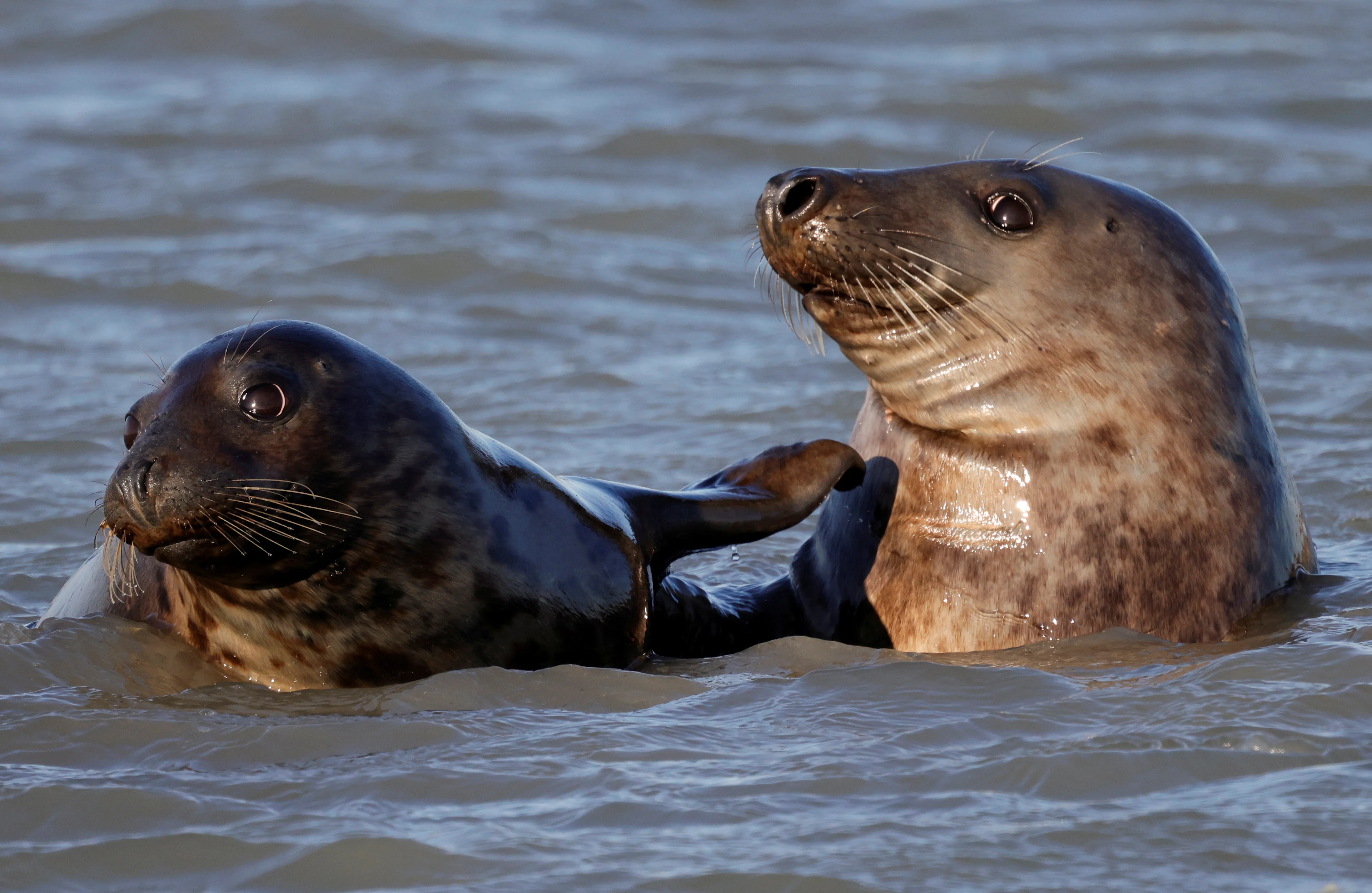 Grey seals swim in the North Sea close to Walde lighthouse in Marck near Calais, France, February 13, 2021. Picture taken on February 13, 2021. REUTERS/Pascal Rossignol