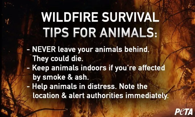 Wildfire survival tips for animals/PETA/Submitted