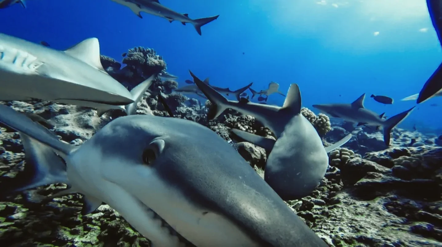 Researchers discovered that reef sharks are abundant in some reefs around the world, including in French Polynesia, which is pictured here in 2017. (Global FinPrint)
