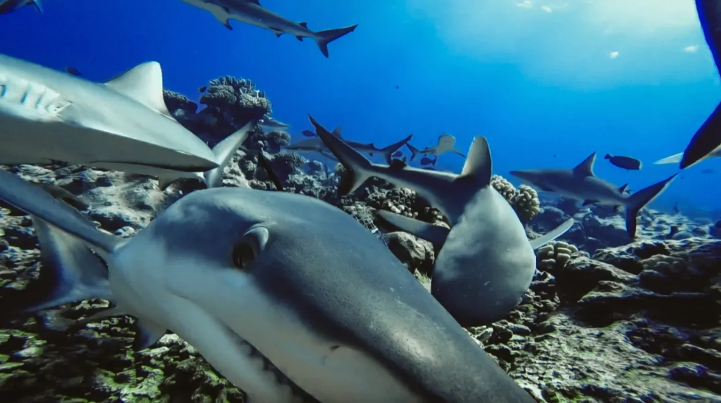 Researchers discovered that reef sharks are abundant in some reefs around the world, including in French Polynesia, which is pictured here in 2017. (Global FinPrint)