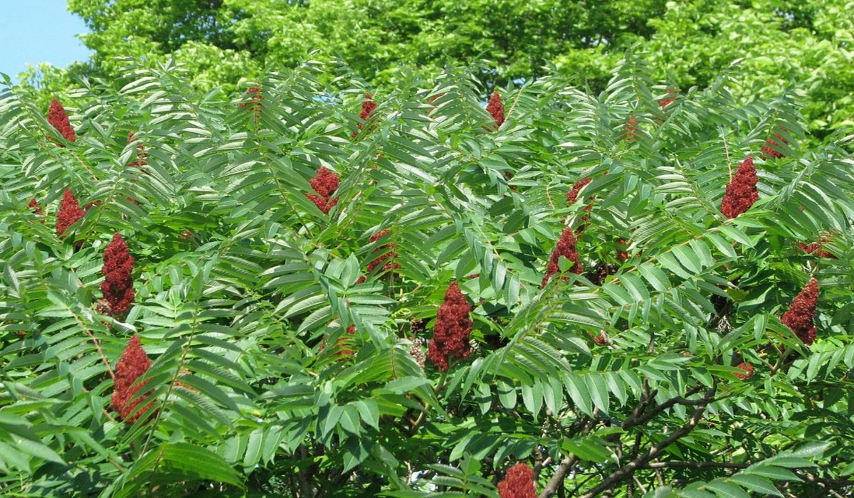 Canicule : peur de perdre vos plantes ? Optez pour celles-ci