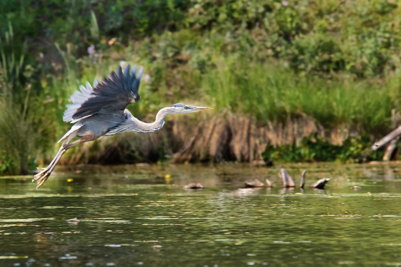 NCC Great Blue Heron/Karol Dabbs