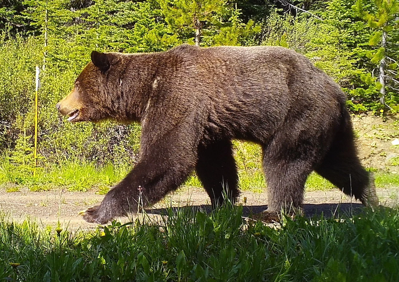 Caption: A grizzly bear walking on a logging road. Credit: Robin Naidoo (1)