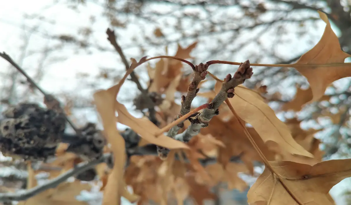 Pourquoi certains feuillus conservent leurs feuilles en hiver ? 