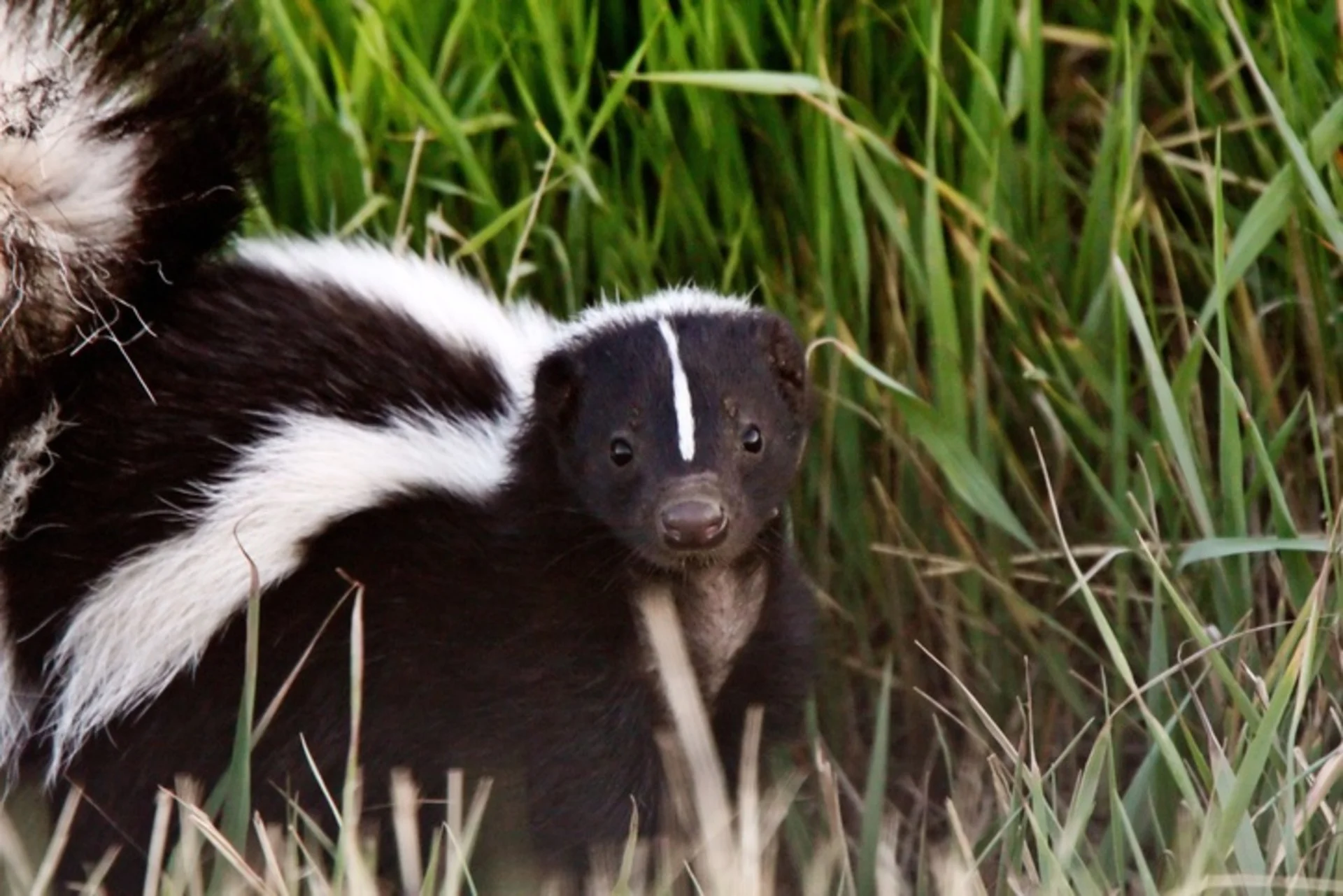 How to get rid of skunk smells, according to chemists