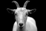 Dozens of goats run free in Washington neighbourhood
