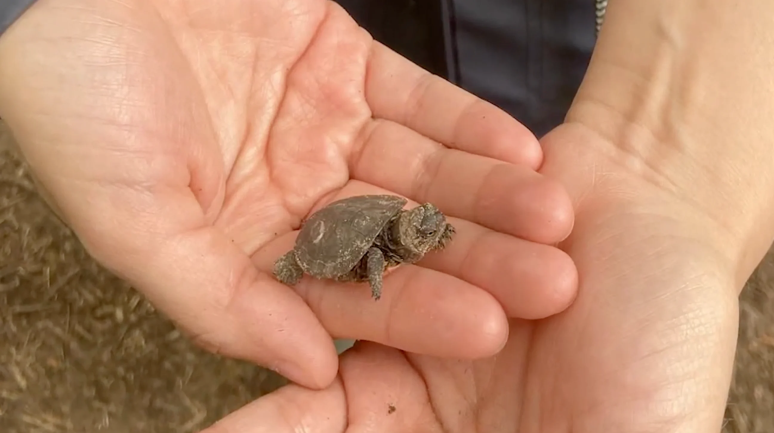 Lauren O'Neil/The Weather Network: Tiny midland hatchling turtle