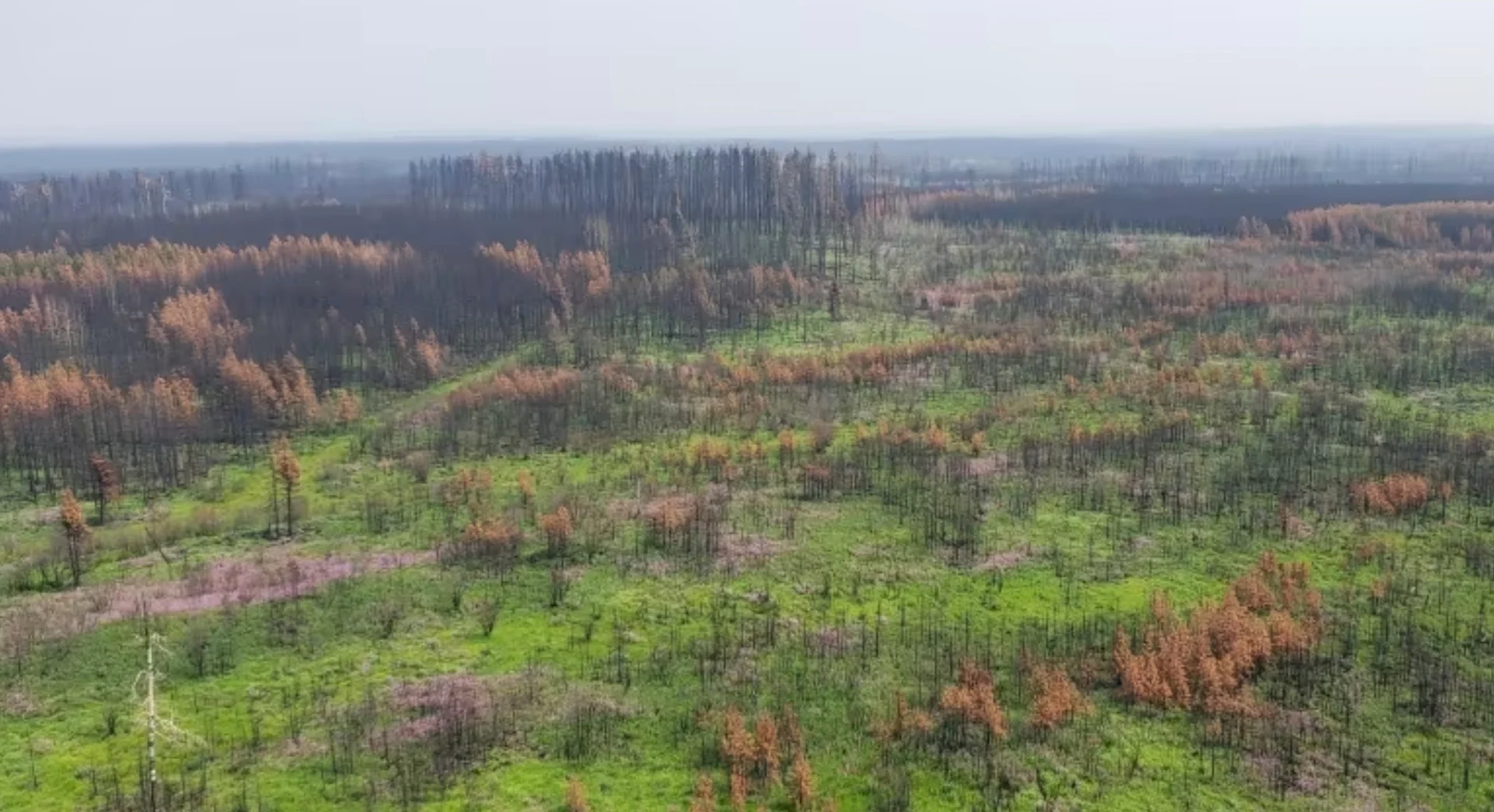 Warm, dry winter has increased the wildfire risk in Alberta