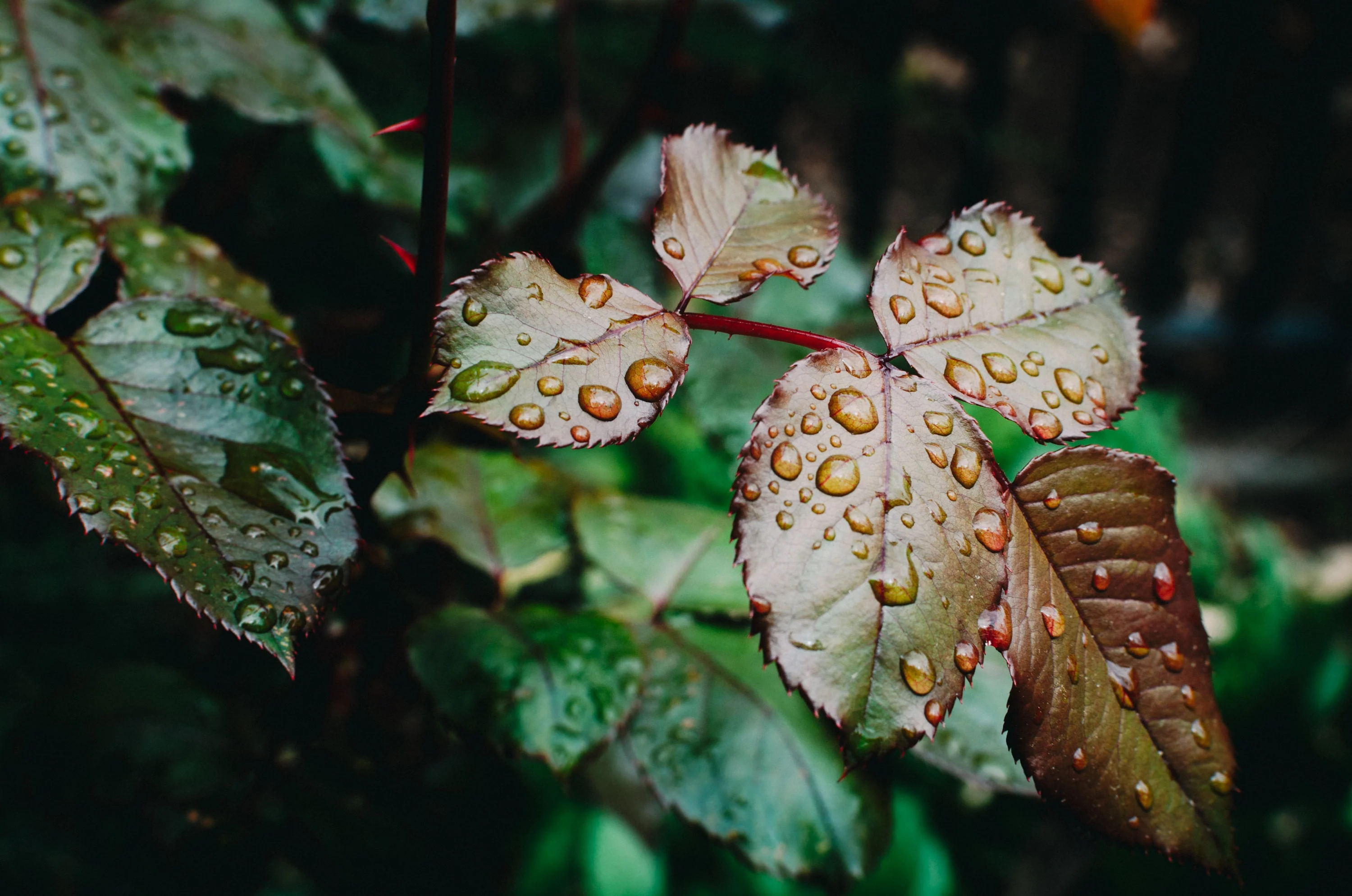 feuilles_01