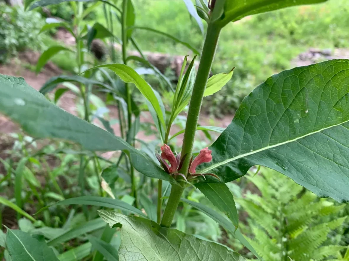 wild-coffee/Holly Melanson/Facebook via CBC