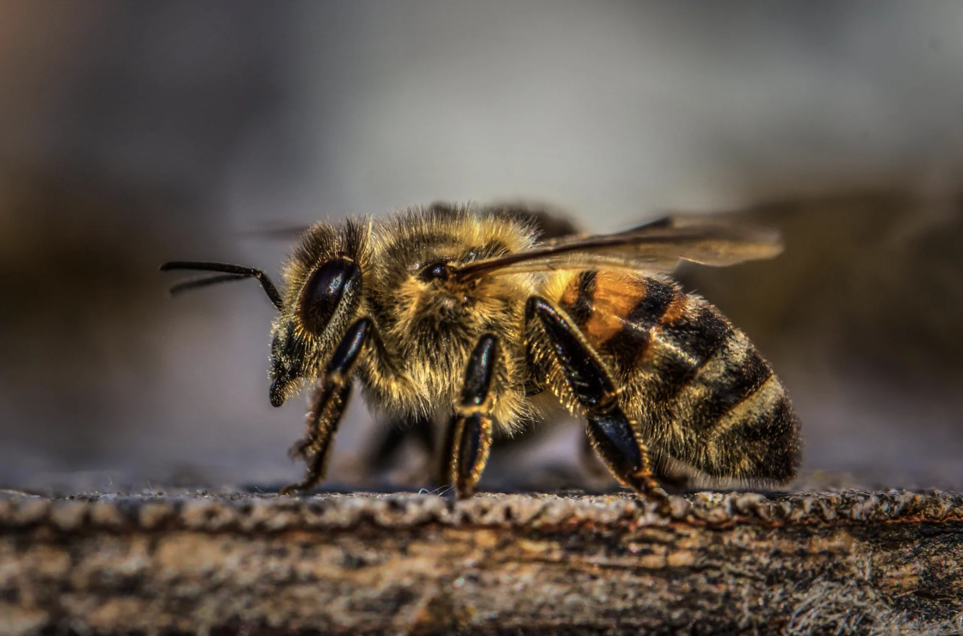 Pexels/David Hablützel: Honey bee on wood. Sachseln, OW, Switzerland. Link: https://www.pexels.com/photo/honey-bee-on-wood-1035224/