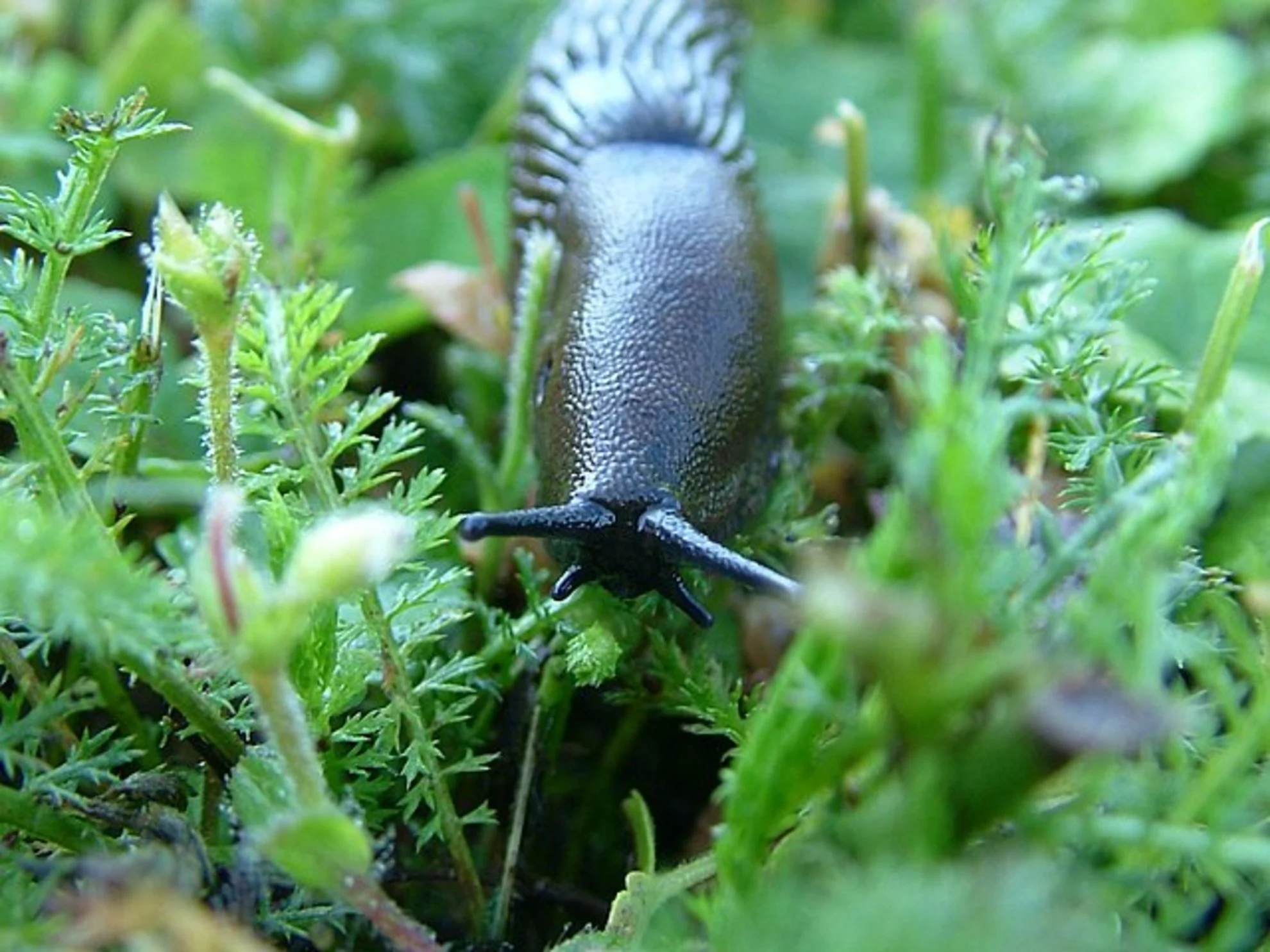 How to prevent slugs from ruining your summer garden