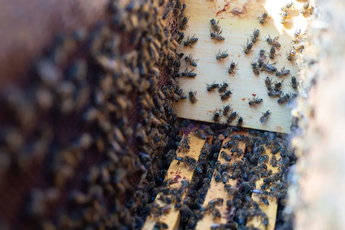 jpeg-bu-bees-ck-0008-jpg/Chelsea Kemp/CBC