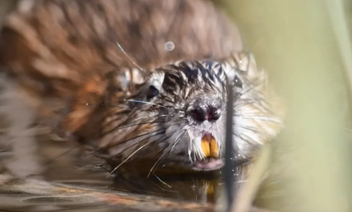 Muskrats, semiaquatic rodents with long skinny tails, are most often mistaken for rats in Alberta. (Sarah Romuld/Submitted)